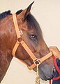 English: yellow or Tiger eyes on a Puerto Rican Paso Fino horse