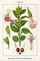 Melittis melissophyllum vol. 11 - plate 31 in: Jacob Sturm: Deutschlands Flora in Abbildungen (1796)