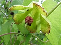 Abutilon sandwicense