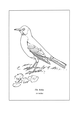 Turdus migratorius (common: Robin) Plate 11 in: A Manual of Bird Study