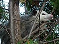 Virginia Opossum (Didelphis virginiana) in a juniper tree in northeastern Ohio.