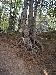 Végetation à la Source