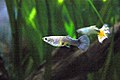 Guppy Female