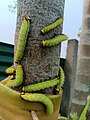 File:Muga caterpillars 2.jpg