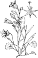 Campanula rotundifolia Okroglolistna zvončica plate 409 in: Martin Cilenšek: Naše škodljive rastline Celovec (1892)