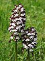 Orchis purpurea Germany - Saarland