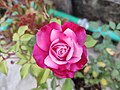 * Nomination Beautiful Rose --Kryesmin 06:42, 5 September 2024 (UTC) * Decline It is beautiful, but for QI status, identification is needed. In any case, the image is not sharp enough.--Peulle 07:00, 5 September 2024 (UTC)