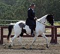 Black tobiano with sabino