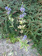 Aconitum uchiyamai