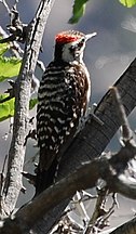 Ladder-backed Woodpecker