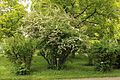 Spiraea canescens