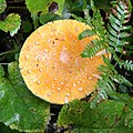 * Nomination Yellow cap Amanita muscaria --Jonathunder 22:01, 22 October 2010 (UTC) * Promotion Good --George Chernilevsky 06:25, 23 October 2010 (UTC)