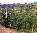 Cotton field in Sukhumi Botanical Garden, Georgia