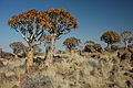 Quivertree Forest