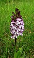 Orchis purpurea Germany - Ebringen