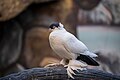 * Nomination The Trumpeter breeds of fancy pigeon --Meshari Alawfi 21:37, 23 September 2023 (UTC) * Promotion  Support Good quality. --FlocciNivis 07:42, 24 September 2023 (UTC)