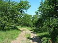 English: Wood of Venosa Français : Les bois alentour Italiano: Bosco di Venosa