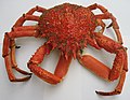 Normaund: Eune pihangne (bouoillie) English: A Spider crab (boiled)