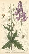 Aconitum septentrionale