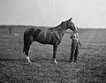 Meade's horse, named "Baldy"