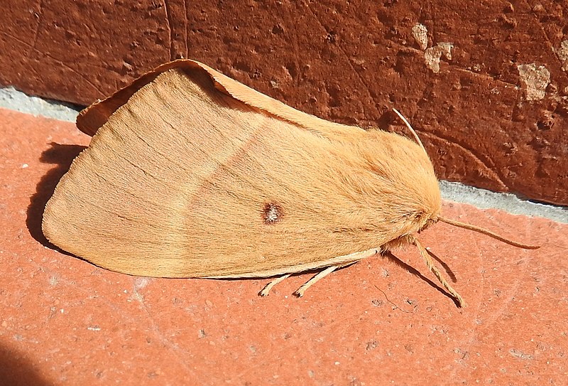 File:Moth (27125104309).jpg