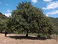 Cultivated; Cagliari, Sardinia, Italy