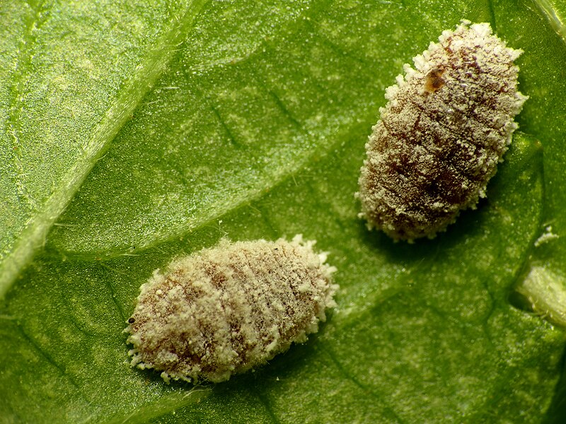 File:Mealybugs - Flickr - treegrow.jpg