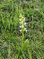 Platanthera bifolia Belgium - La Calestienne