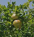 * Nomination Punica granatum, two pomegranates in a garden of Granada, Spain--Jebulon 22:57, 4 October 2010 (UTC) * Promotion Good. --Cayambe 18:44, 5 October 2010 (UTC)