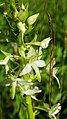 Platanthera bifolia Germany - Neuried (Ichenheim)