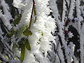 Frosted Plant