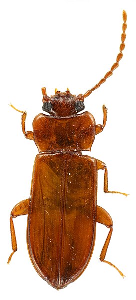 File:Holotype- Adelina labriquei.jpg