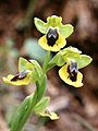 Ophrys lutea Spain - Mallorca