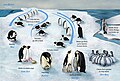 Lifecycle of the Emperor Penguin