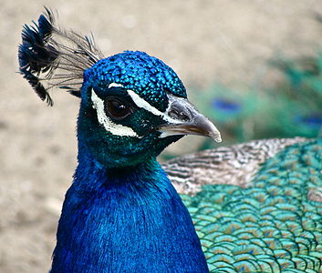 peacock obsession 2