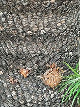 Bark of Cycas taitungensis