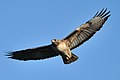 Adult; Shoreline Park, Mountain View, California