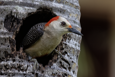 Golden-Fronted Woodpecker in nest cavity.