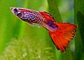 Guppy Male