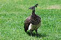 young peahen