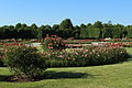 Schönbrunner Rosarium