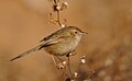 Graceful Prinia  (Prinia gracilis, cat. )