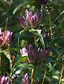 Gentiana pannonica