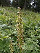 Aconitum sajanense