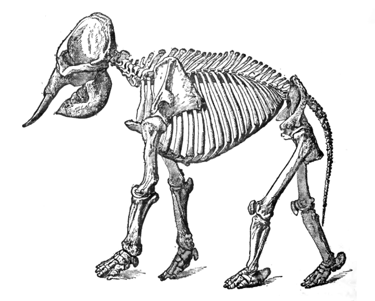 File:ElephantSkelLyd2.png