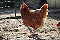 * Nomination chicken (Gallus gallus domesticus), Hybridhuhn--Nordenfan 18:07, 27 July 2015 (UTC) * Decline Insufficient quality. Mostly in shadow, noisy, other parts overexposed, not really crispy --Moroder 19:27, 31 July 2015 (UTC)