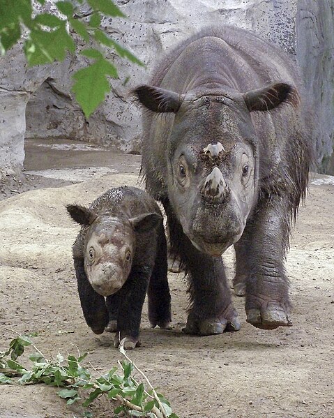 File:Sumatran Rhino.jpg