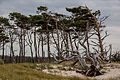 #58 Nationalpark Vorpommersche Boddenlandschaft, Darßer Ort