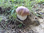 Boletus edulis