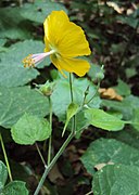 Abutilon persicum